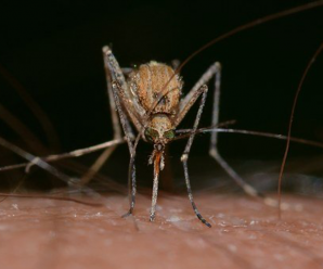Intervention face aux moustiques à Brignoles : les tarifs